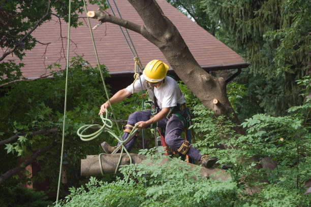 Professional Tree Care in Magna, UT